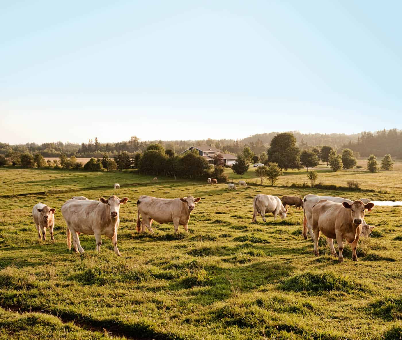 Happier Cows. Better Beef.