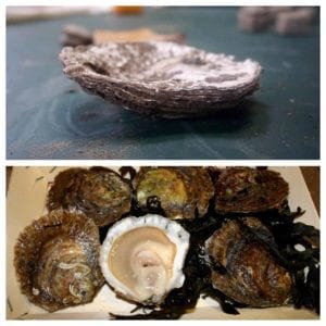 Game of Thrones Oysters