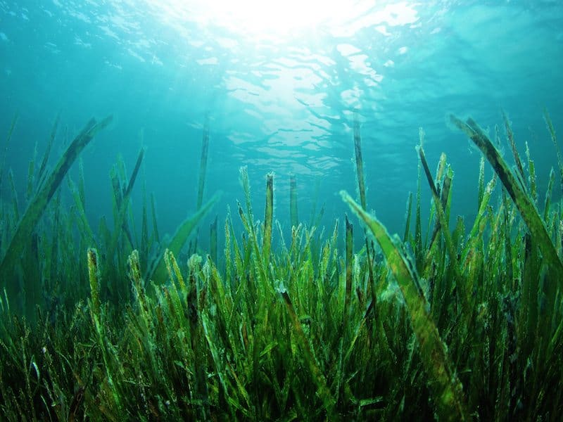 Is Seaweed The Next Superfood?