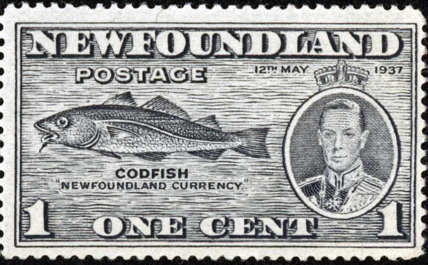 Newfoundland Cod