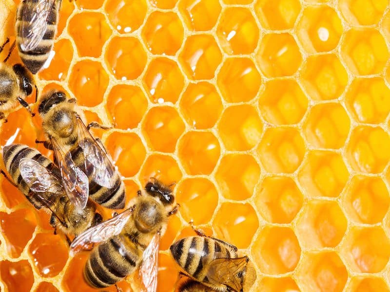 Alvéole Reinvents Beekeeping