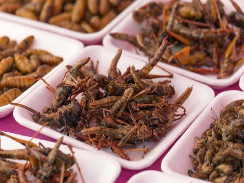 Hop To It: Edible Insects