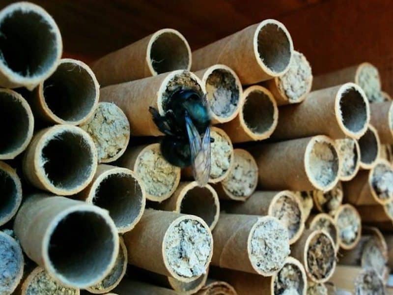 Say Hello To My Little Friends: Mason Bees