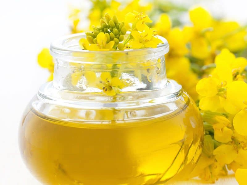 Is Canola Oil The Cure For Tummy Fat?