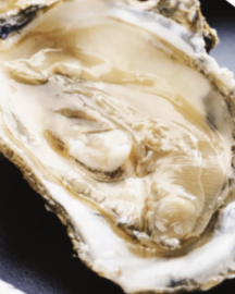 oyster