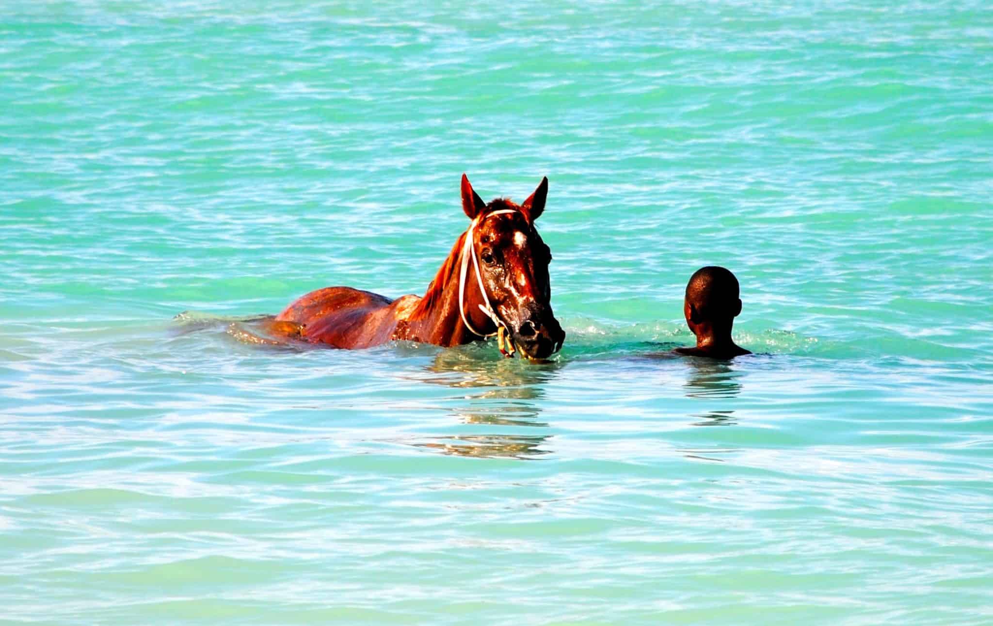 swim-horse