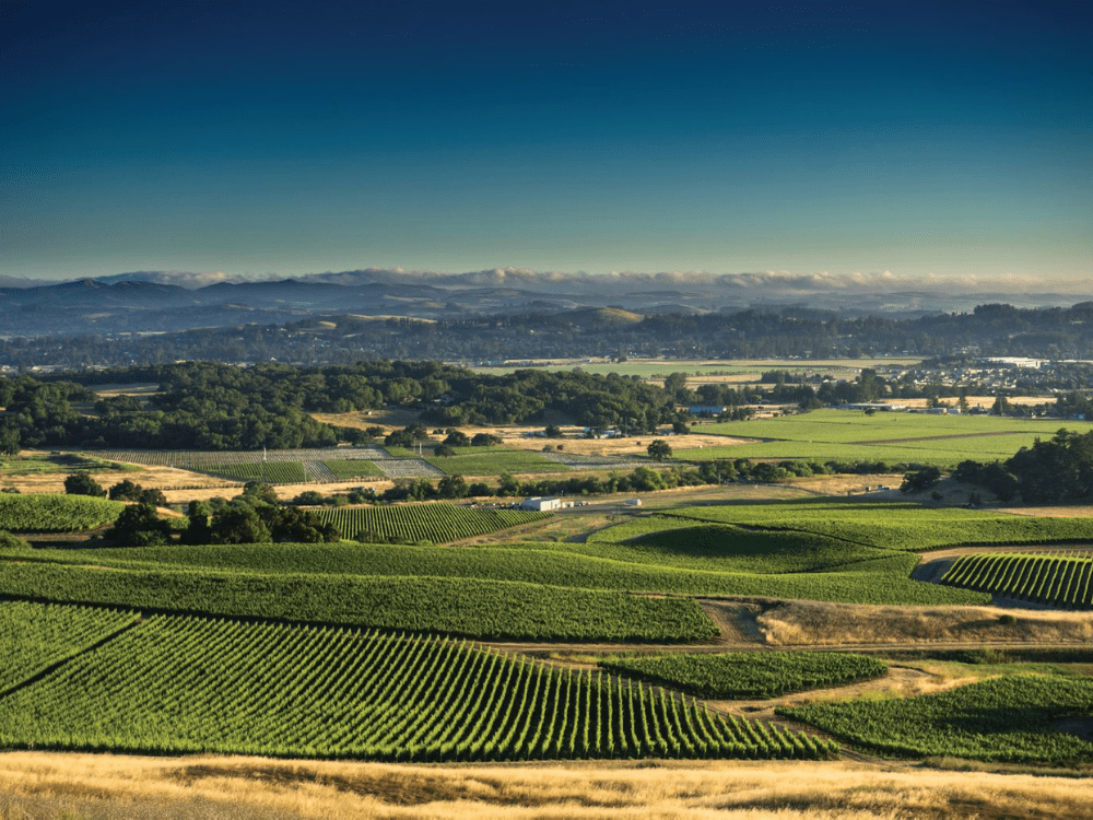 You Need Happy California Wine Right Now