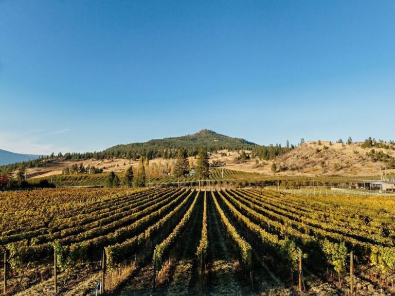 Vineyards at O'Rourke's Peak Cellars