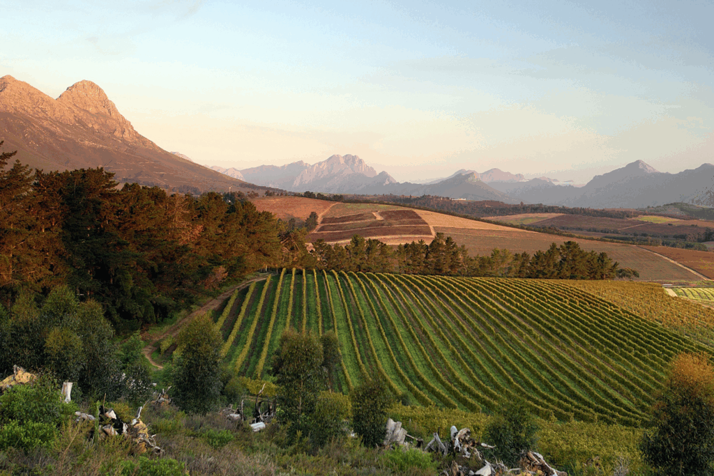 Wine Refreshed Wine Refreshed